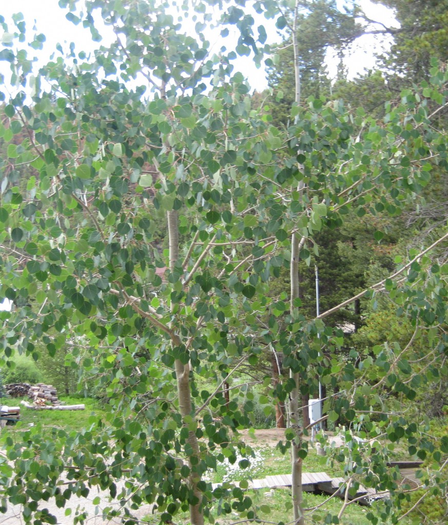 Aspen Trees Colorado