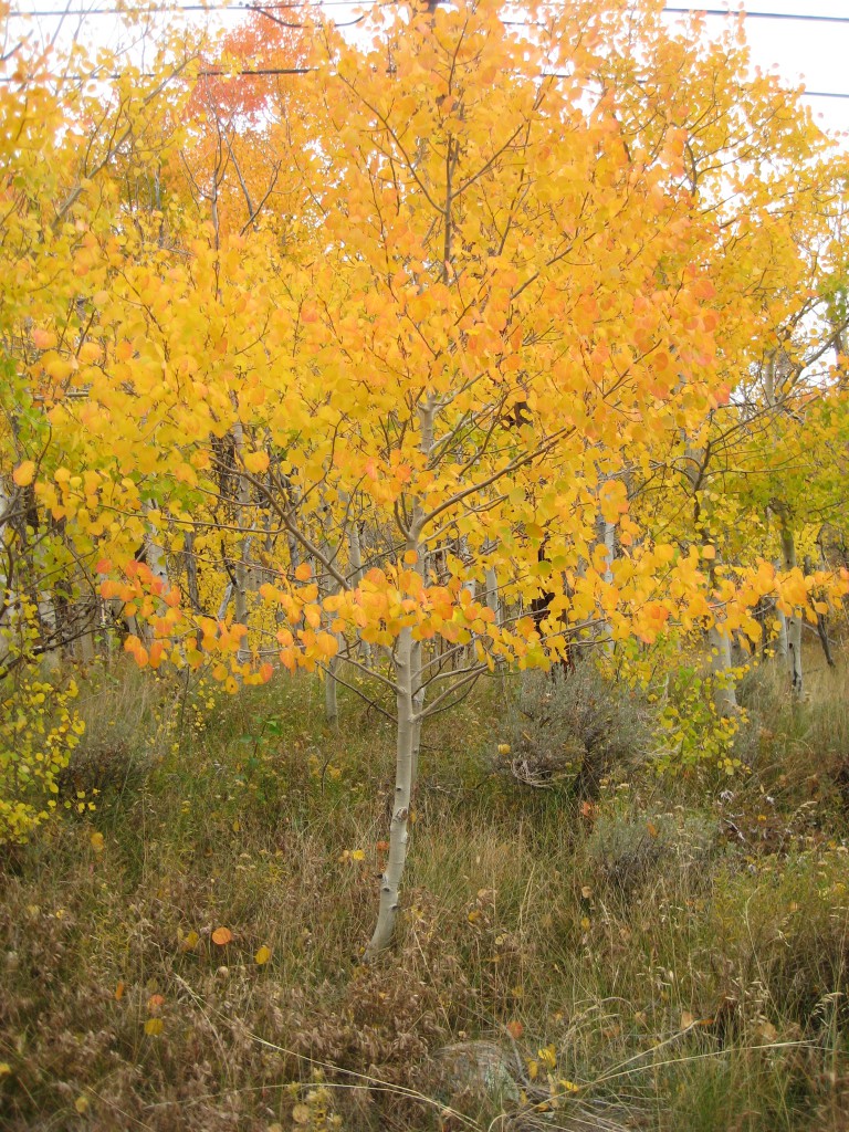 Golden Autumn Aspens 