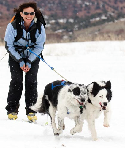 Skijoring equipment for store dogs