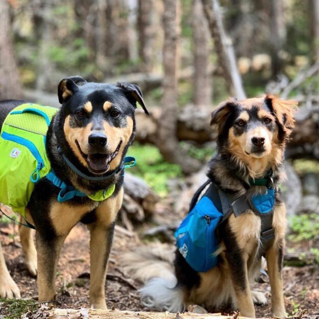 Outward Hound DayPak – Dogs That Hike