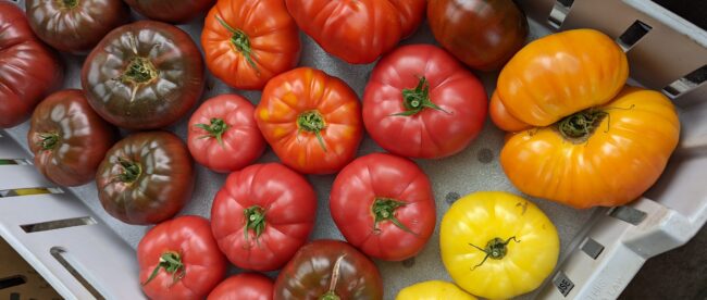 Uncle Johns Farmstand Tomatoes