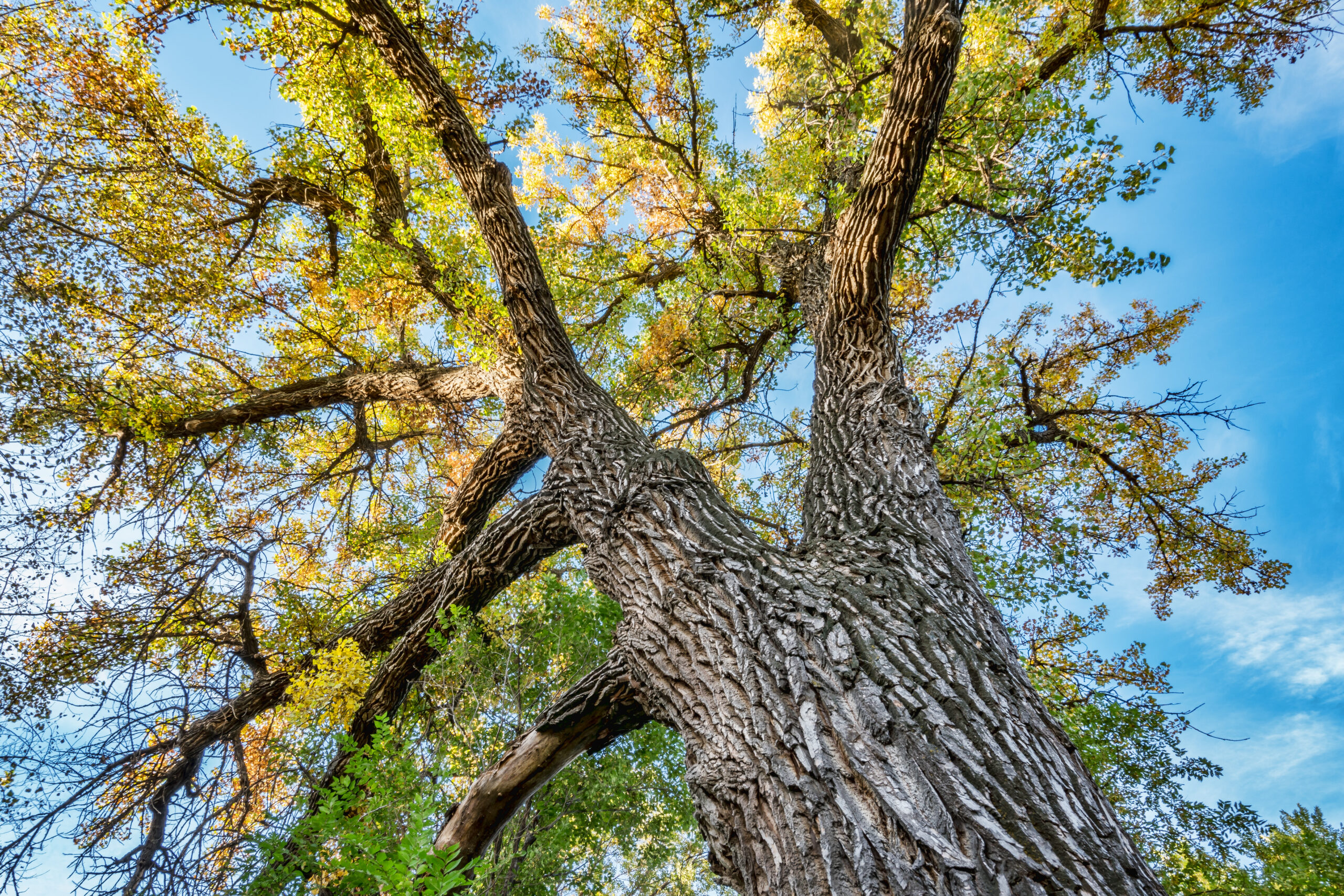 Giant,Cottonwood,Tree,With,Fall,Foliage,Native,To,Colorado,Plains,