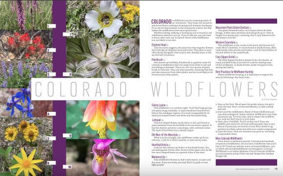 Colorado Wildflowers by KristyLee Gogolen