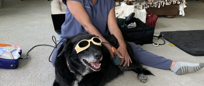 PETS - Zen Pets Becca_Hall_giving_laser_treatment_to_a_patient